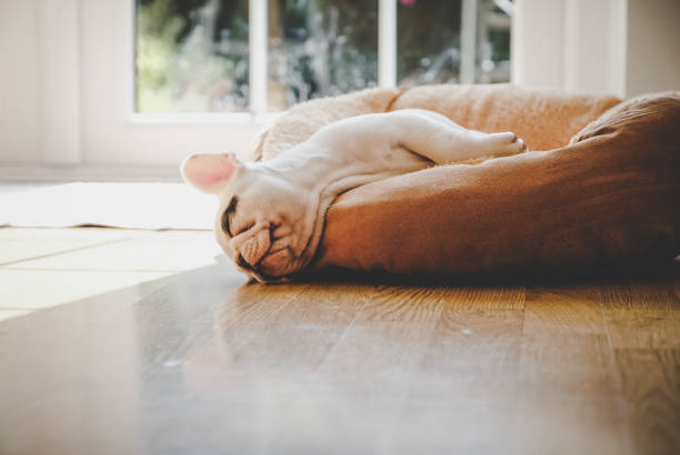Best Dog Beds for Small Dogs Australia