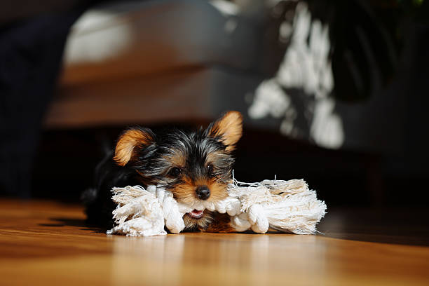 Best Dog Toys for Small Dogs Australia