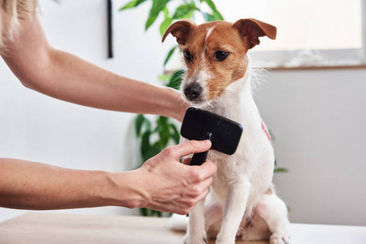 Deshedding Steam Brush for Dogs