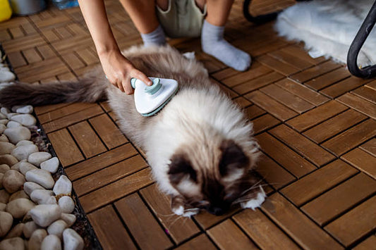 Steam Brush for Pets