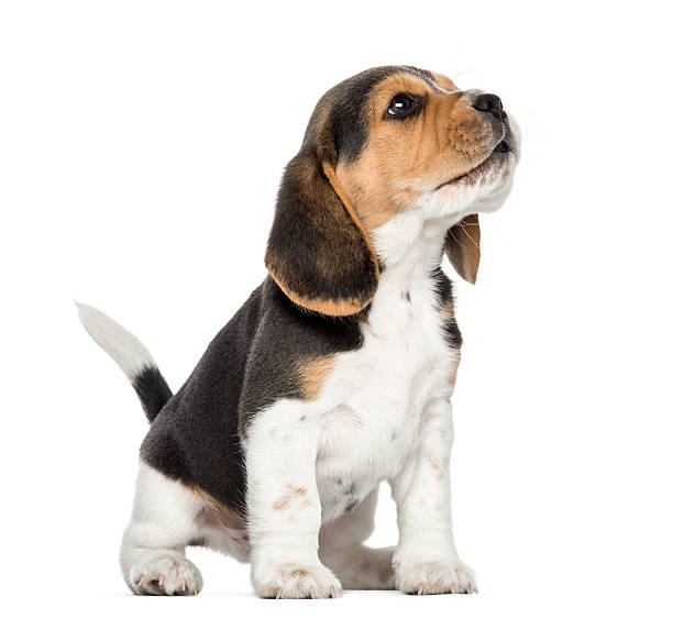 Steam Brush for Puppies