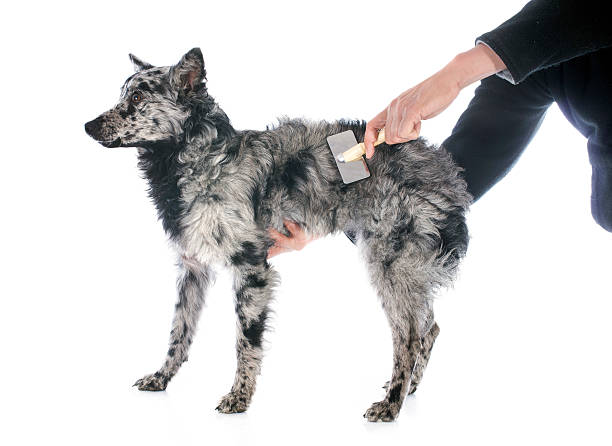 Steam Dog Brush Reviews