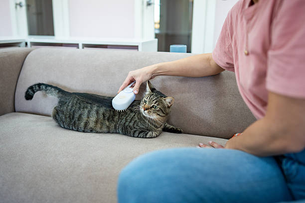 Steam Pet Brush