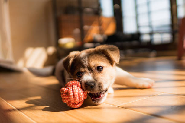 Strong Puppy Chew Toys