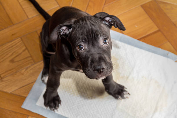 How to Toilet Train a Puppy in Australia