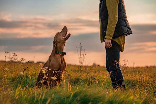 Are Training Collars Effective for Dogs
