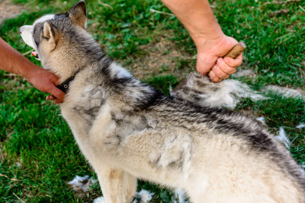 Undercoat Removal for Dogs