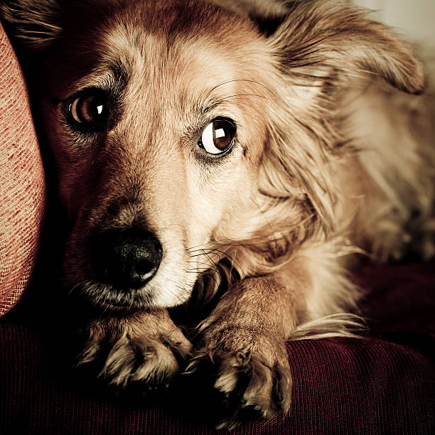 Whale Eye in Dogs