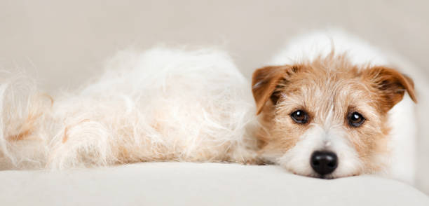 Why Do Dogs Shed So Much