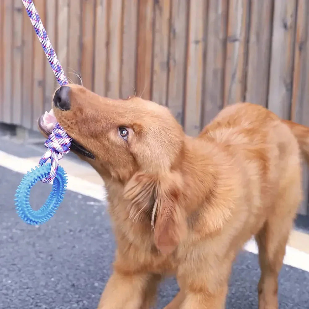 Puppy and kitten toys Australia – safe and engaging toys for young pets