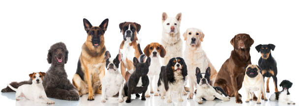 Dog supplies Australia – beds, toys, grooming and accessories for dogs
